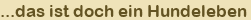 ...das ist doch ein Hundeleben
